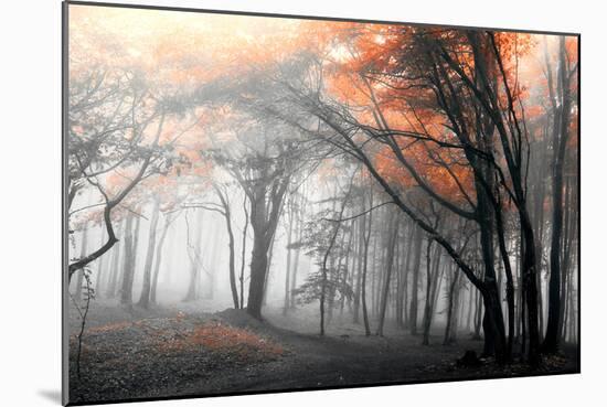 Autumn Woods-PhotoINC-Mounted Photographic Print