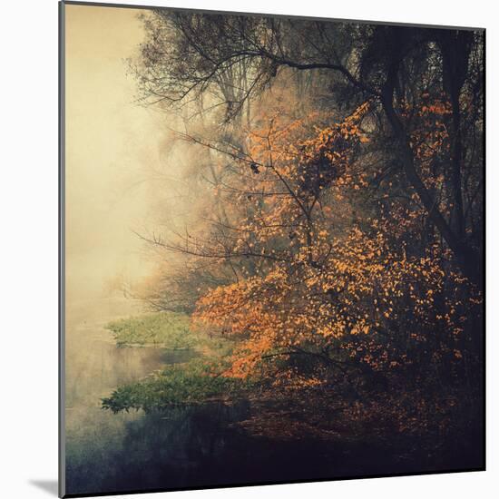Autumn Woods-Philippe Sainte-Laudy-Mounted Photographic Print