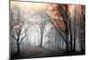 Autumn Woods-PhotoINC Studio-Mounted Art Print