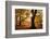 Autumnal beech trees, The New Forest, Hampshire, UK-Ross Hoddinott-Framed Photographic Print