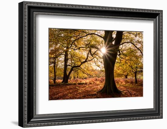 Autumnal beech trees, The New Forest, Hampshire, UK-Ross Hoddinott-Framed Photographic Print