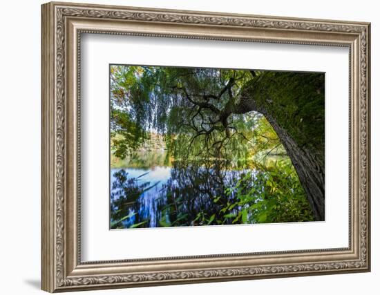 Autumnal Broad-Leaved Tree in the Lake-Falk Hermann-Framed Photographic Print