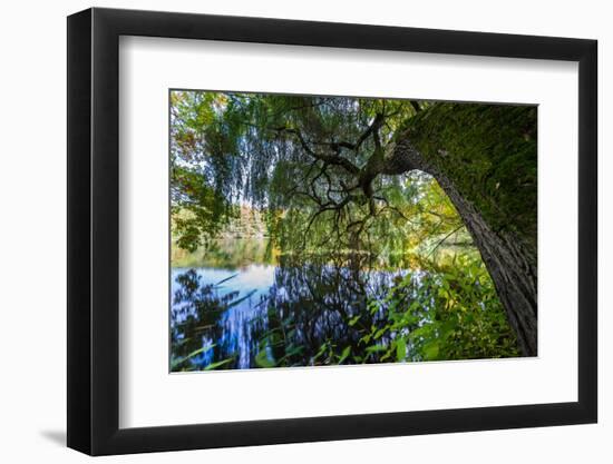 Autumnal Broad-Leaved Tree in the Lake-Falk Hermann-Framed Photographic Print