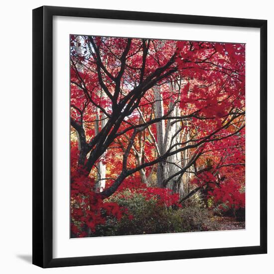 Autumnal Colours I-Bill Philip-Framed Giclee Print