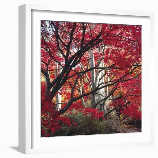 Autumnal Colours I-Bill Philip-Framed Giclee Print