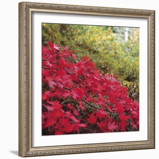 Autumnal Colours II-Bill Philip-Framed Giclee Print