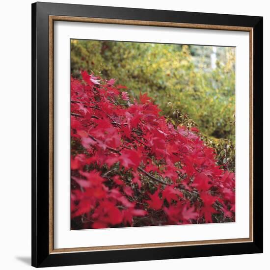 Autumnal Colours II-Bill Philip-Framed Giclee Print