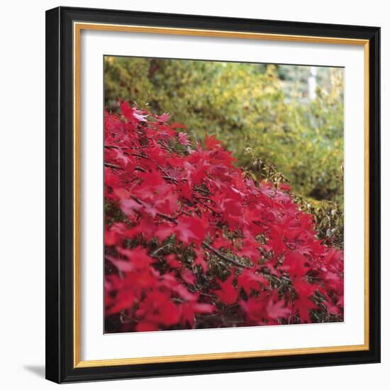 Autumnal Colours II-Bill Philip-Framed Giclee Print