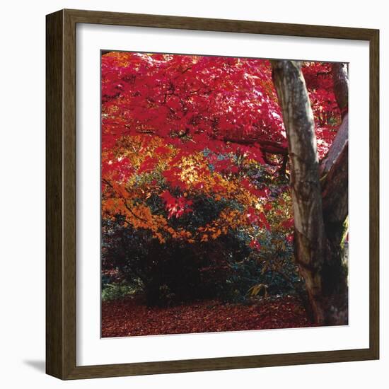 Autumnal Colours III-Bill Philip-Framed Giclee Print