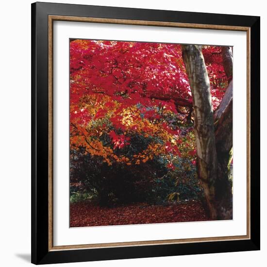 Autumnal Colours III-Bill Philip-Framed Giclee Print