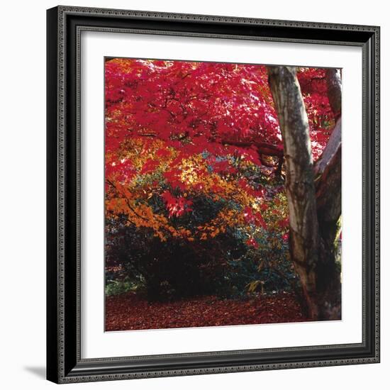 Autumnal Colours III-Bill Philip-Framed Giclee Print