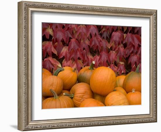 Autumnal Display of Pumpkins Against Virginia Creeper at Organic Farm Shop, Cumbria, UK-Steve & Ann Toon-Framed Photographic Print