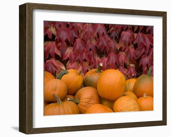 Autumnal Display of Pumpkins Against Virginia Creeper at Organic Farm Shop, Cumbria, UK-Steve & Ann Toon-Framed Photographic Print