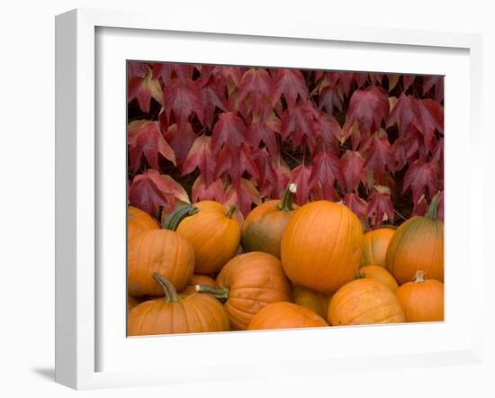 Autumnal Display of Pumpkins Against Virginia Creeper at Organic Farm Shop, Cumbria, UK-Steve & Ann Toon-Framed Photographic Print