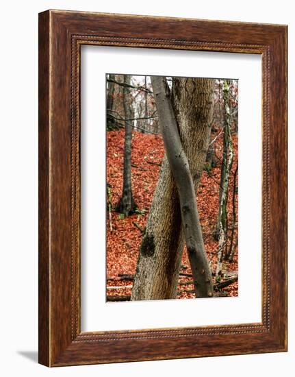 Autumnal foliage in the forest-By-Framed Photographic Print