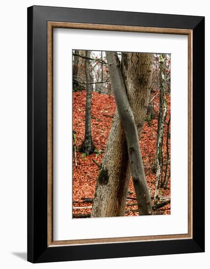 Autumnal foliage in the forest-By-Framed Photographic Print