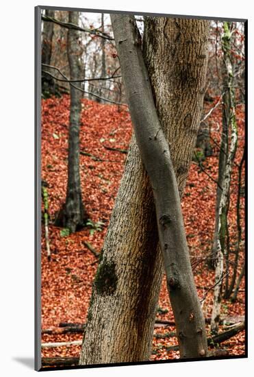 Autumnal foliage in the forest-By-Mounted Photographic Print