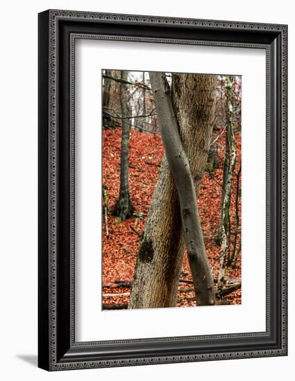 Autumnal foliage in the forest-By-Framed Photographic Print