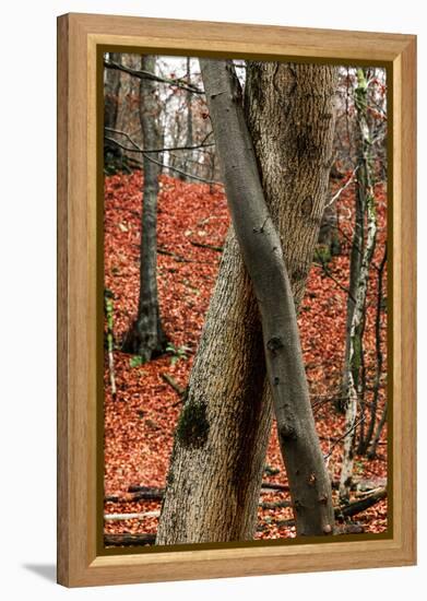 Autumnal foliage in the forest-By-Framed Premier Image Canvas