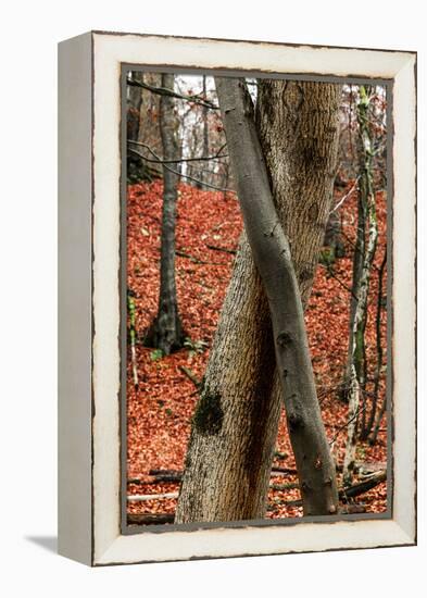 Autumnal foliage in the forest-By-Framed Premier Image Canvas