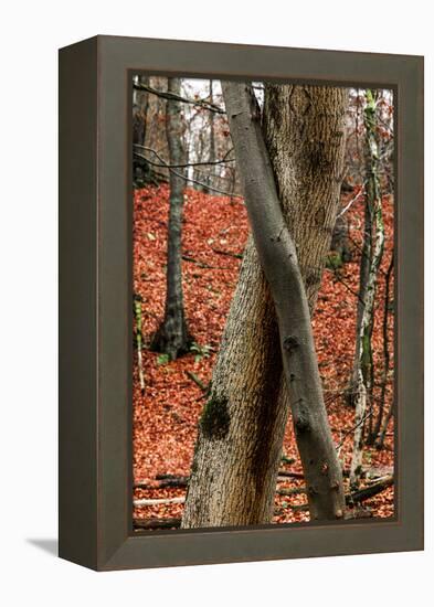 Autumnal foliage in the forest-By-Framed Premier Image Canvas