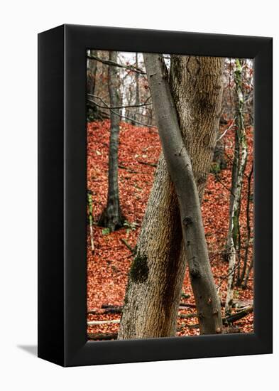 Autumnal foliage in the forest-By-Framed Premier Image Canvas