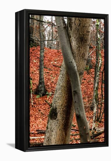 Autumnal foliage in the forest-By-Framed Premier Image Canvas