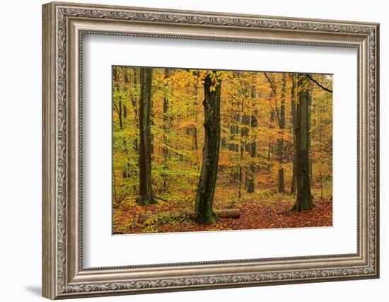 Autumnal forest, Kastel-Staadt, Rhineland-Palatinate (Rheinland-Pfalz), Germany, Europe-Hans-Peter Merten-Framed Photographic Print