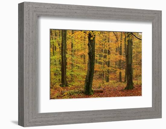 Autumnal forest, Kastel-Staadt, Rhineland-Palatinate (Rheinland-Pfalz), Germany, Europe-Hans-Peter Merten-Framed Photographic Print