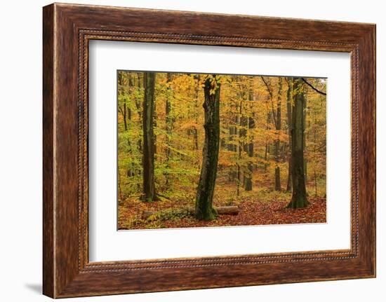 Autumnal forest, Kastel-Staadt, Rhineland-Palatinate (Rheinland-Pfalz), Germany, Europe-Hans-Peter Merten-Framed Photographic Print