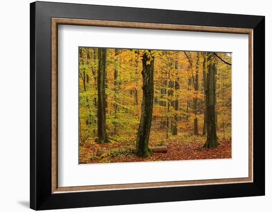 Autumnal forest, Kastel-Staadt, Rhineland-Palatinate (Rheinland-Pfalz), Germany, Europe-Hans-Peter Merten-Framed Photographic Print