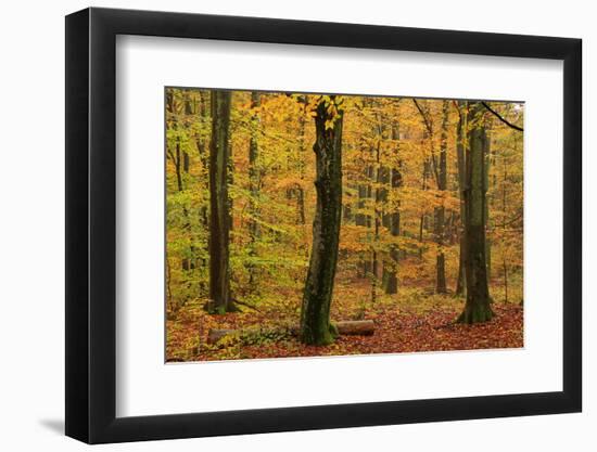 Autumnal forest, Kastel-Staadt, Rhineland-Palatinate (Rheinland-Pfalz), Germany, Europe-Hans-Peter Merten-Framed Photographic Print