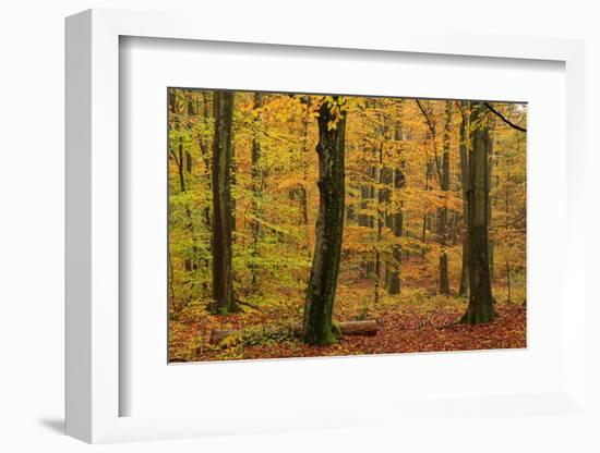 Autumnal forest, Kastel-Staadt, Rhineland-Palatinate (Rheinland-Pfalz), Germany, Europe-Hans-Peter Merten-Framed Photographic Print