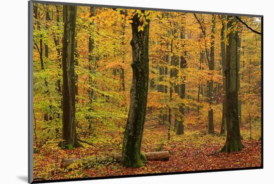 Autumnal forest, Kastel-Staadt, Rhineland-Palatinate (Rheinland-Pfalz), Germany, Europe-Hans-Peter Merten-Mounted Photographic Print