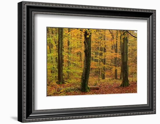 Autumnal forest, Kastel-Staadt, Rhineland-Palatinate (Rheinland-Pfalz), Germany, Europe-Hans-Peter Merten-Framed Photographic Print