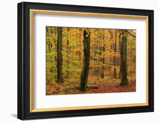 Autumnal forest, Kastel-Staadt, Rhineland-Palatinate (Rheinland-Pfalz), Germany, Europe-Hans-Peter Merten-Framed Photographic Print