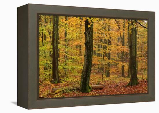 Autumnal forest, Kastel-Staadt, Rhineland-Palatinate (Rheinland-Pfalz), Germany, Europe-Hans-Peter Merten-Framed Premier Image Canvas