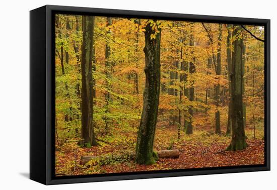 Autumnal forest, Kastel-Staadt, Rhineland-Palatinate (Rheinland-Pfalz), Germany, Europe-Hans-Peter Merten-Framed Premier Image Canvas