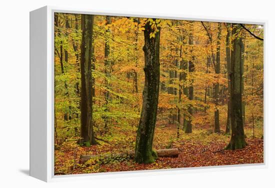 Autumnal forest, Kastel-Staadt, Rhineland-Palatinate (Rheinland-Pfalz), Germany, Europe-Hans-Peter Merten-Framed Premier Image Canvas