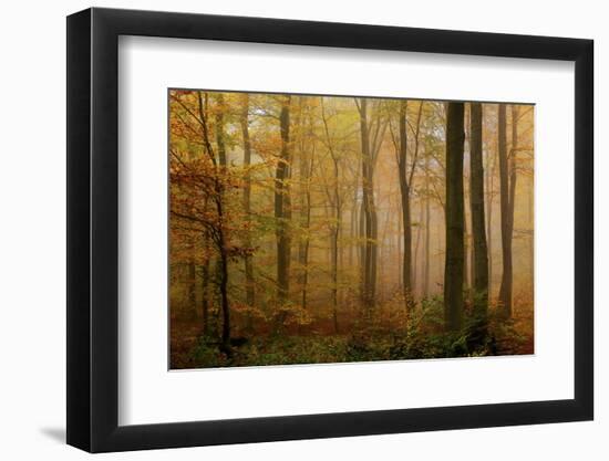 Autumnal forest, Kastel-Staadt, Rhineland-Palatinate (Rheinland-Pfalz), Germany, Europe-Hans-Peter Merten-Framed Photographic Print