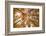 Autumnal forest near Kastel-Staadt, Rhineland-Palatinate, Germany, Europe-Hans-Peter Merten-Framed Photographic Print