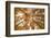 Autumnal forest near Kastel-Staadt, Rhineland-Palatinate, Germany, Europe-Hans-Peter Merten-Framed Photographic Print