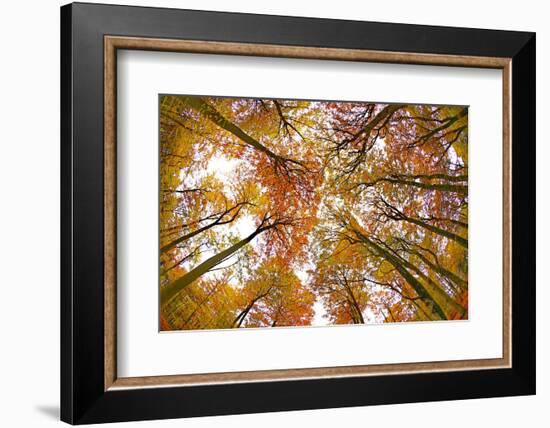 Autumnal forest near Kastel-Staadt, Rhineland-Palatinate, Germany, Europe-Hans-Peter Merten-Framed Photographic Print