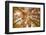 Autumnal forest near Kastel-Staadt, Rhineland-Palatinate, Germany, Europe-Hans-Peter Merten-Framed Photographic Print