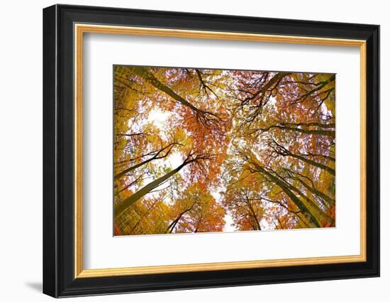 Autumnal forest near Kastel-Staadt, Rhineland-Palatinate, Germany, Europe-Hans-Peter Merten-Framed Photographic Print