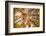 Autumnal forest near Kastel-Staadt, Rhineland-Palatinate, Germany, Europe-Hans-Peter Merten-Framed Photographic Print