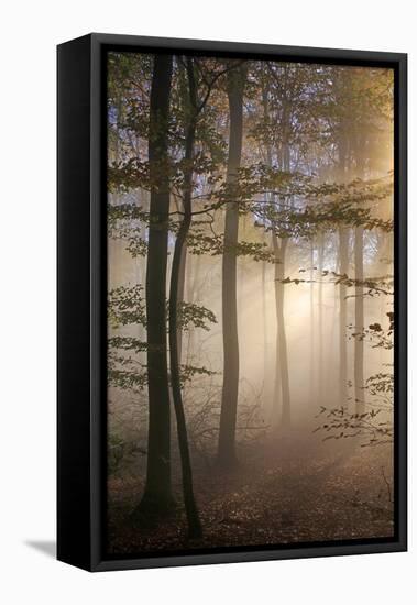 Autumnal forest near Kastel-Staadt, Rhineland-Palatinate, Germany, Europe-Hans-Peter Merten-Framed Premier Image Canvas