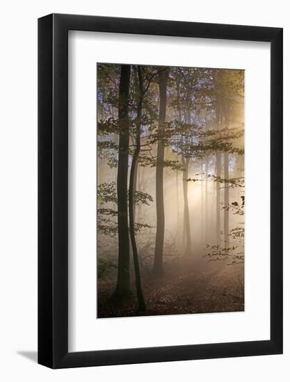 Autumnal forest near Kastel-Staadt, Rhineland-Palatinate, Germany, Europe-Hans-Peter Merten-Framed Photographic Print