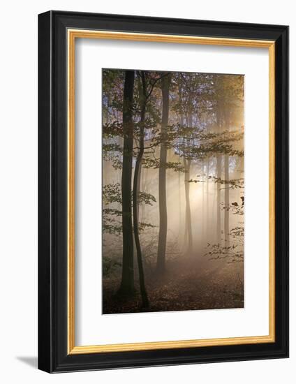 Autumnal forest near Kastel-Staadt, Rhineland-Palatinate, Germany, Europe-Hans-Peter Merten-Framed Photographic Print