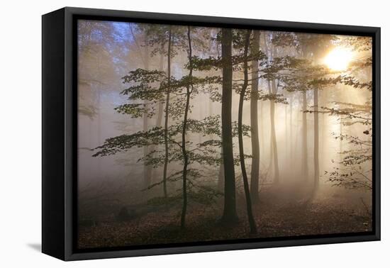 Autumnal forest near Kastel-Staadt, Rhineland-Palatinate, Germany, Europe-Hans-Peter Merten-Framed Premier Image Canvas